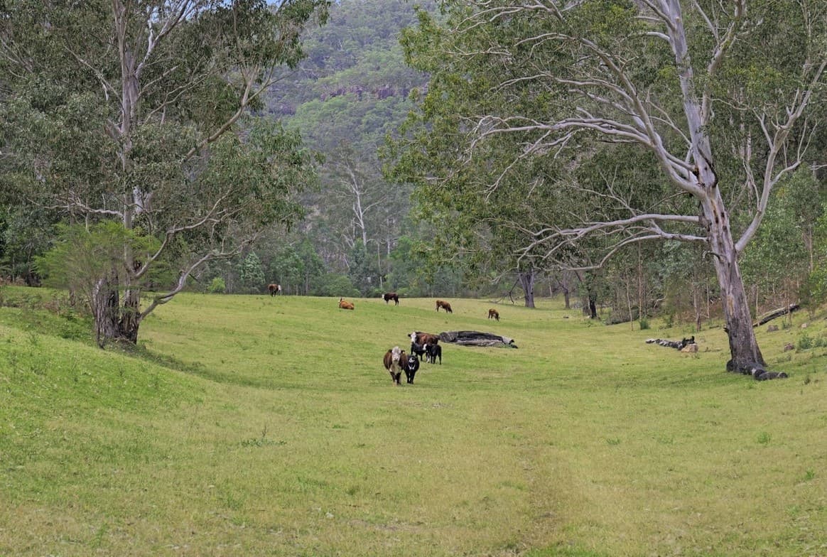 Cattle under the gums