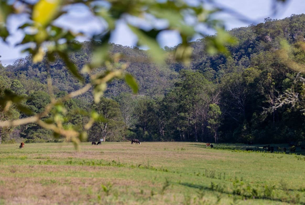 Through the orchard trees