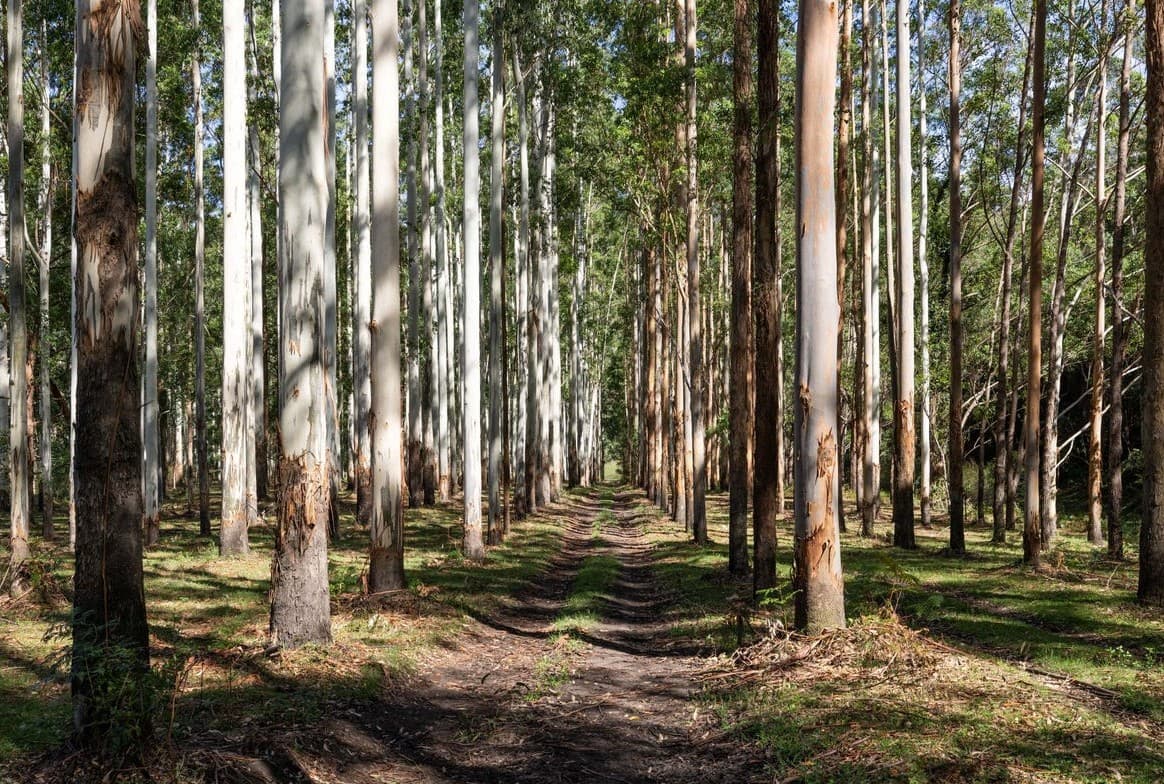 Light through the plantation