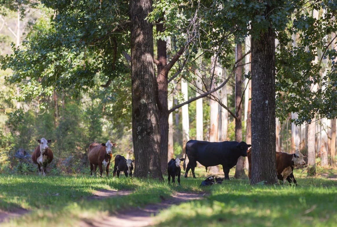 Cattle resting under tall gums